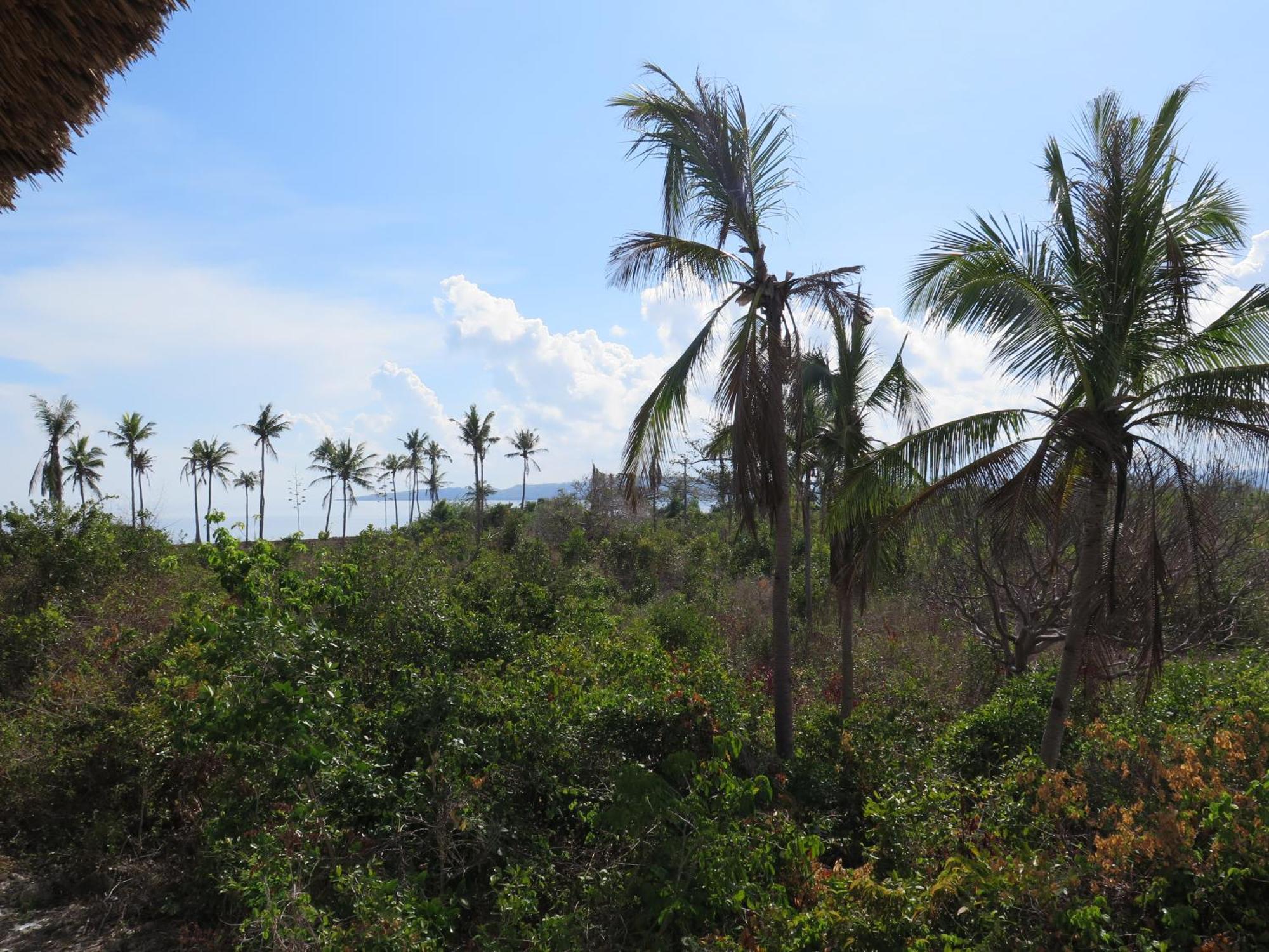 The Wild Orchid Resort - Moalboal Ngoại thất bức ảnh